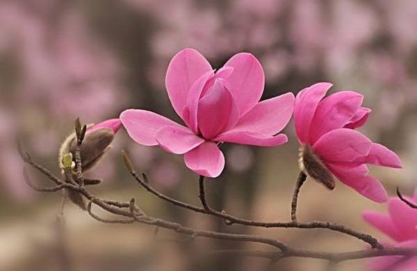 清明，獻(xiàn)給您一束辛夷花